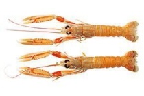 langoustines 16 20