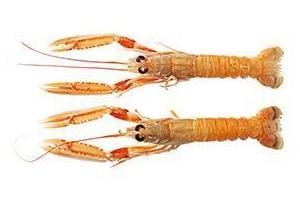 langoustines 16 20