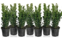 welkoop buxus