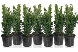 welkoop buxus