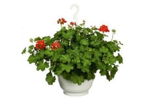 pelargonium peltatum