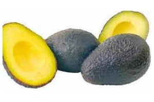 advocado