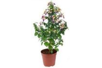 fuchsia pyramide