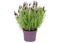 lavendel stoechas anouk