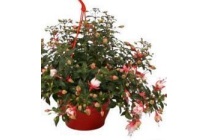 fuchsia in gekleurde hangpot