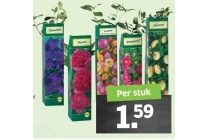 tuin en balkonplanten