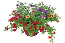 petunia in terraspot