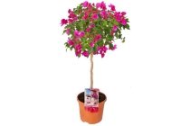 bougainvillea op stam