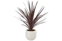 cordyline