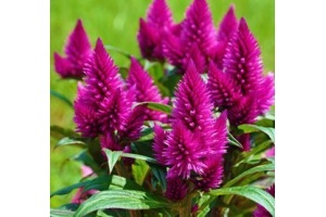 celosia