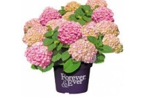 hortensia hydrangea forever en ever