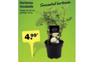 hortensia annabelle