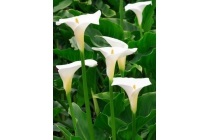 aronskelk zantedeschia