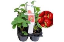 8 pack aardbeienplanten