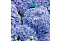 hortensia hydrangea double flower sensation