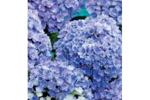 hortensia hydrangea double flower sensation