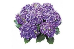 hortensia hydrangea macrophylla royal collection