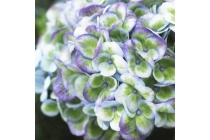 hortensia hydrangea macrophylla magical revolution r