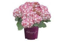 hortensia hydrangea macrophylla charming lisa