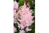 pluimspirea roze astilbe younique