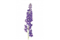 ridderspoor lichtblauw delphinium highlander