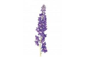 ridderspoor lichtblauw delphinium highlander