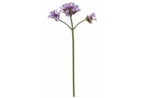 ijzerhard verbena bonariensis