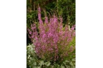 kattenstaart lythrum salicaria dropmore purple