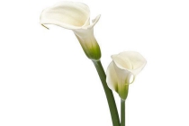 calla