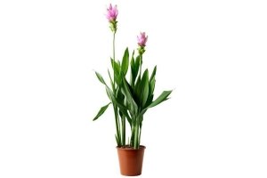 curcuma