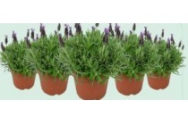 lavandula stoechas javelin compact blue