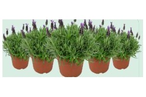 lavandula stoechas javelin compact blue