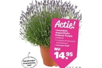 lavandula angustifolia essence purple