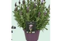 lavandula stoechas giant summer