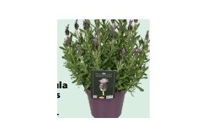 lavandula stoechas giant summer