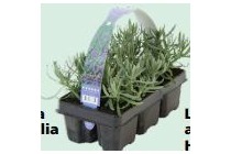 lavandula angustifolia grosso