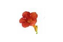 trompetbloem campsis radicans