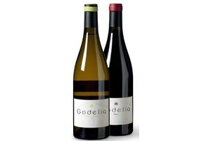 godelia bierzo