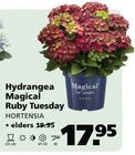 hydrangea magical ruby tuesday