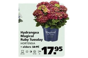 hydrangea magical ruby tuesday