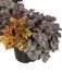 purperklokje heuchera trio