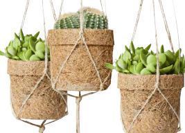 kokos plantenhanger met echte cactus of vetplant