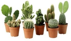 cactaceae mini cactus