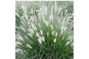 pennisetum hameln