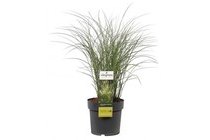 prachtriet miscanthus