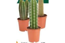 cactus groot