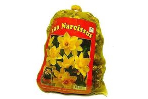narcis bloembollen
