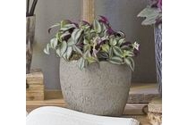 tradescantia zebrina vaderplant