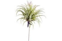 tillandsia rubra