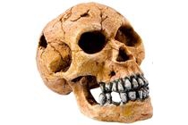 europet bernina decor schedel
